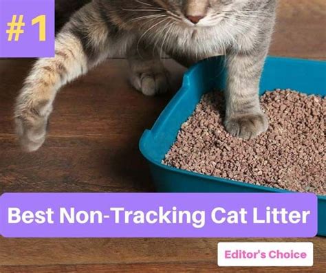 best litter for kittens|9 Best Cat Litters for Kittens (2024) – Reviews & Top Picks.